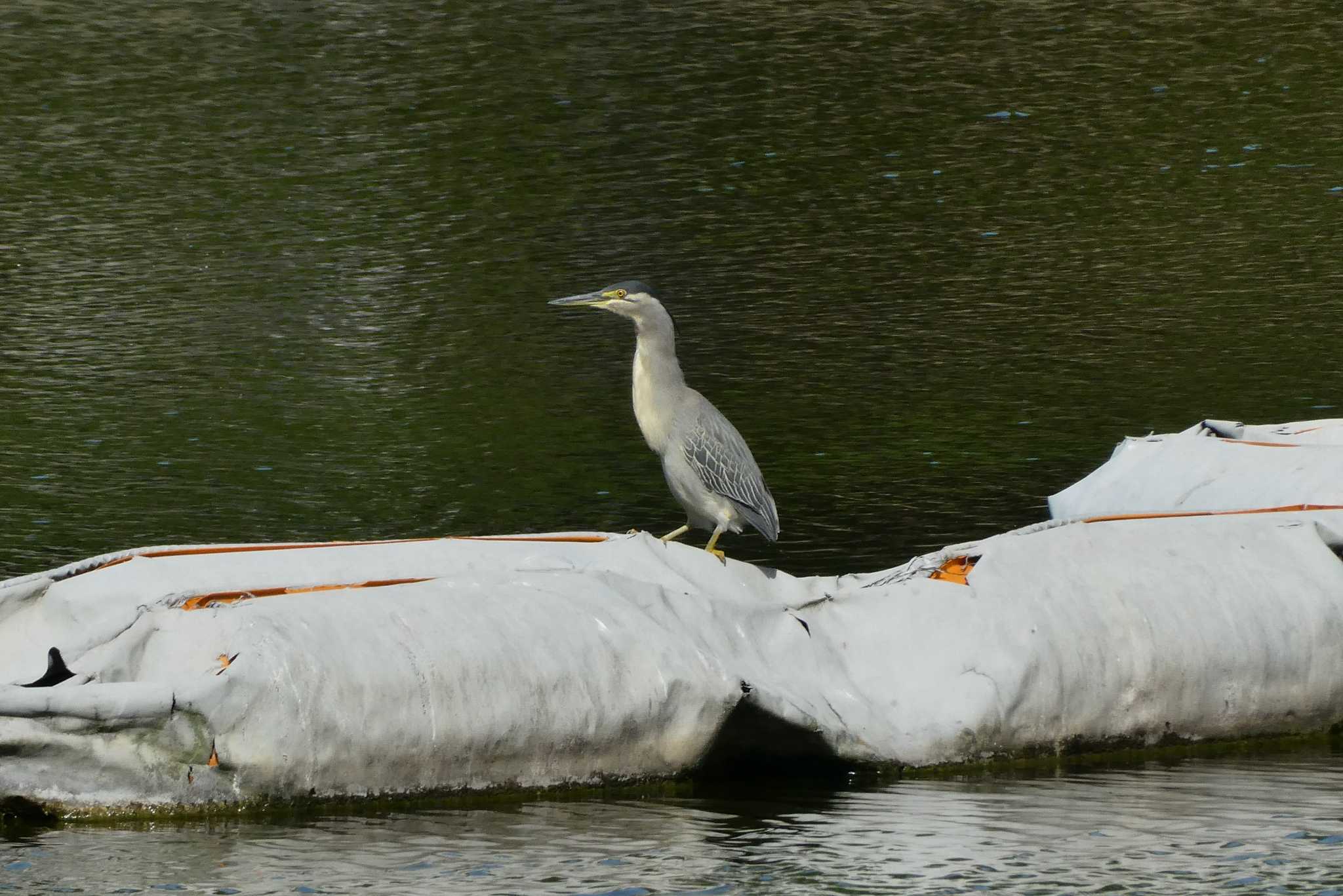 Striated Heron