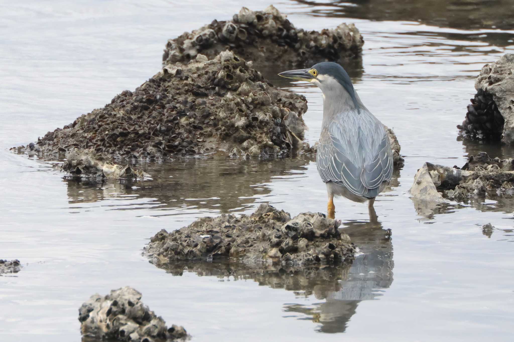 Striated Heron