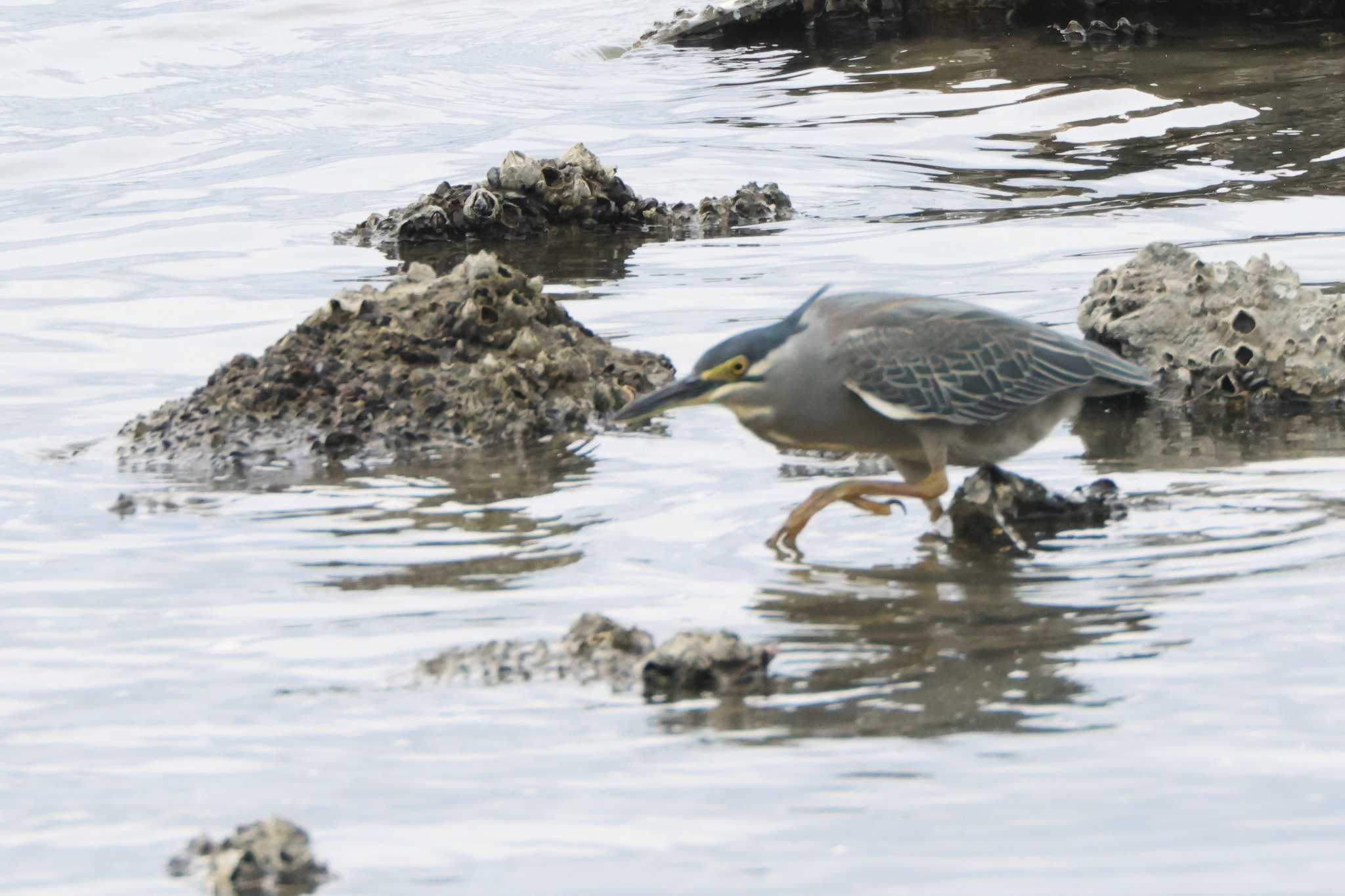 Striated Heron