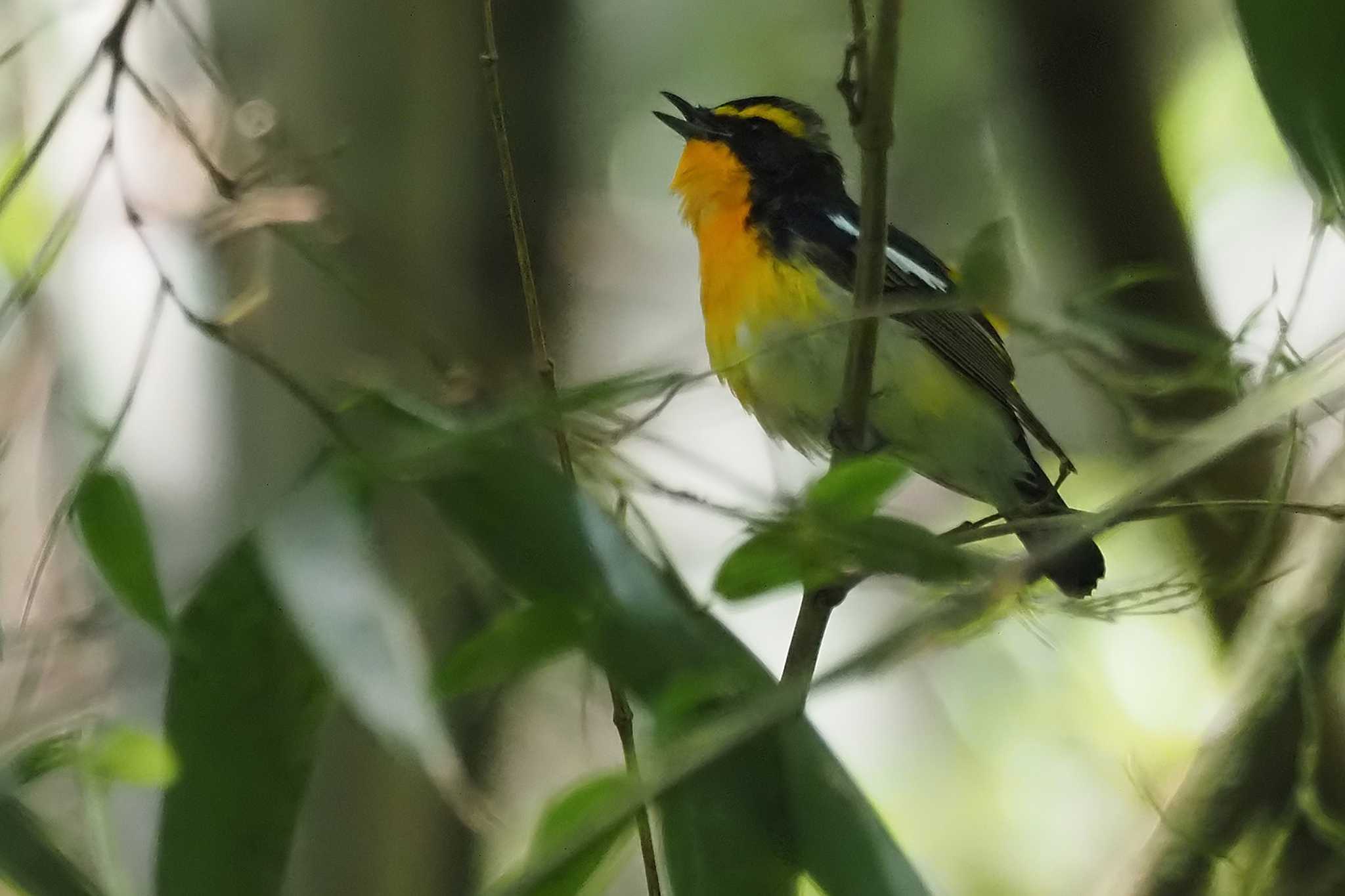 Narcissus Flycatcher