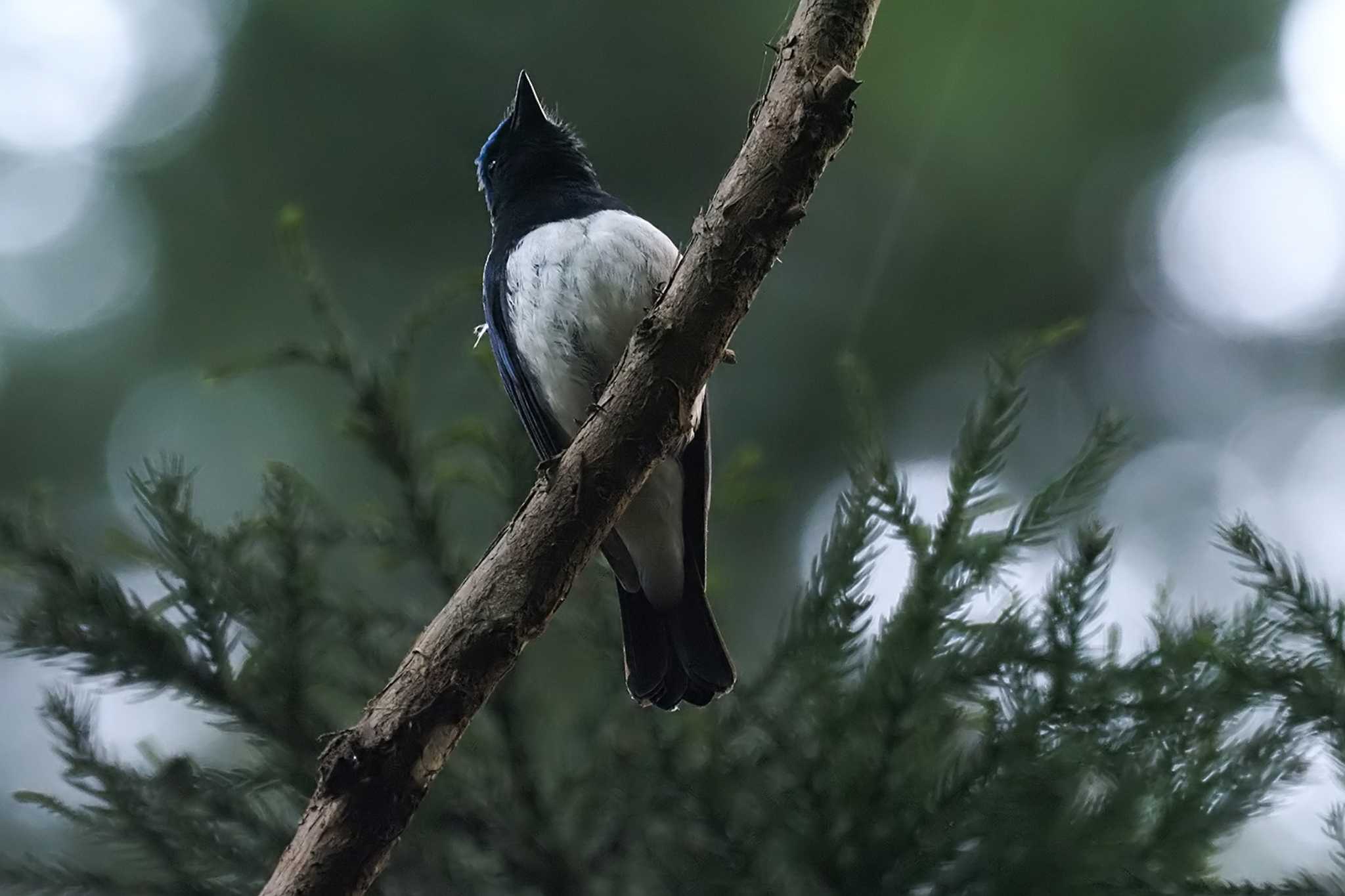 Blue-and-white Flycatcher