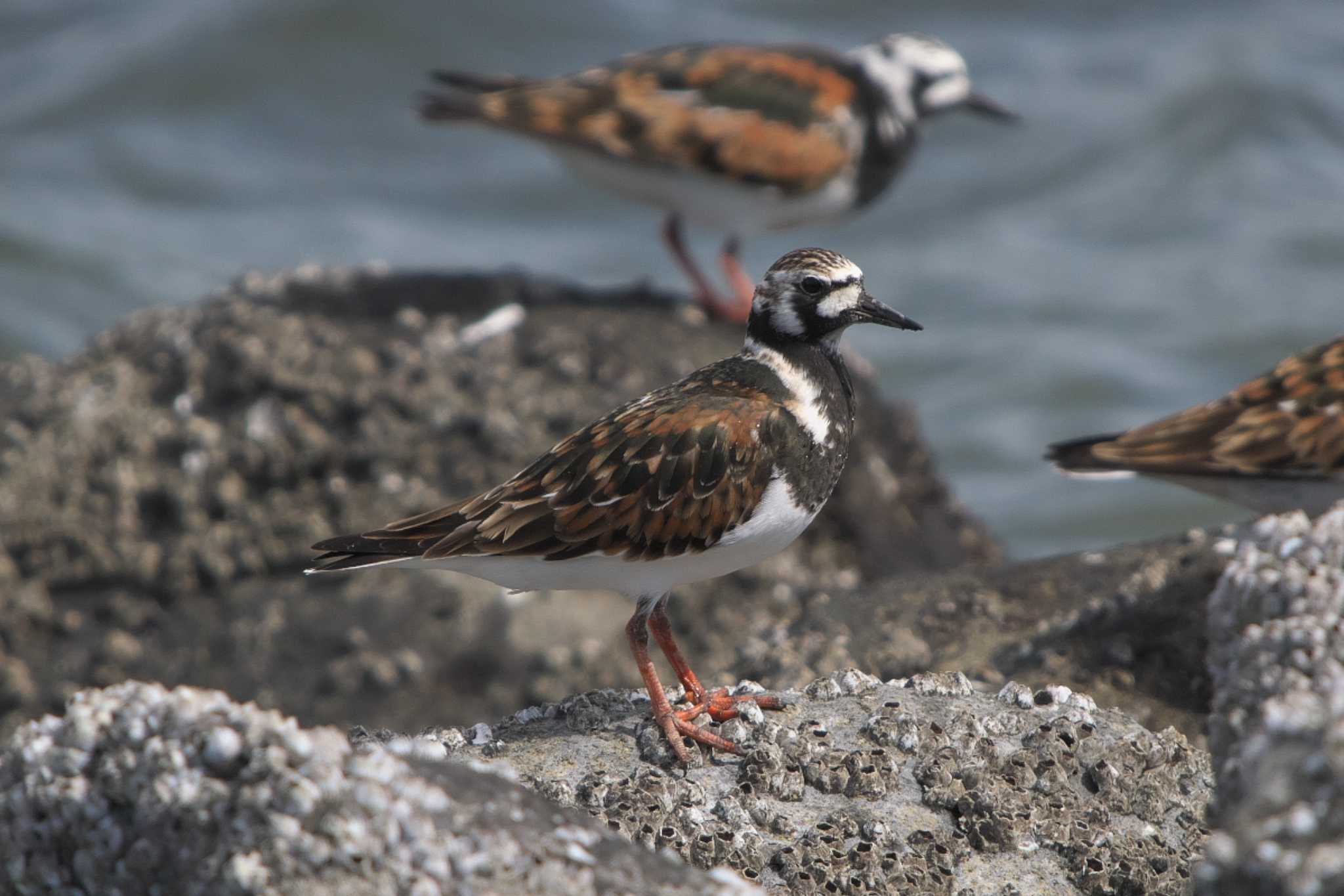 Photo of Ruddy Turnstone at Tokyo Port Wild Bird Park by Y. Watanabe