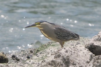 Sat, 5/6/2023 Birding report at Tokyo Port Wild Bird Park
