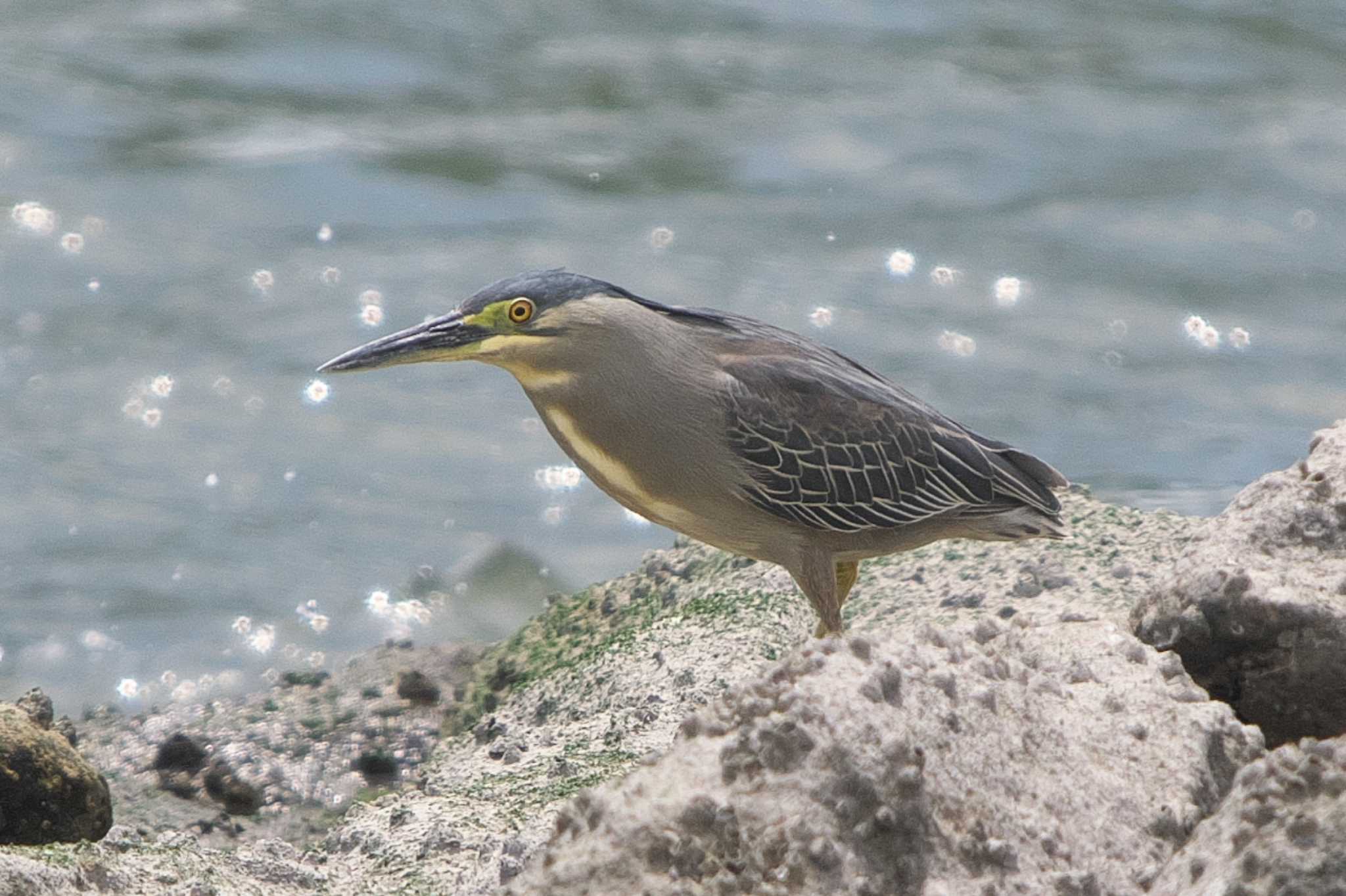 東京港野鳥公園 ササゴイの写真