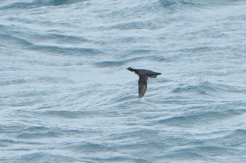 2023年4月29日(土) 見島の野鳥観察記録