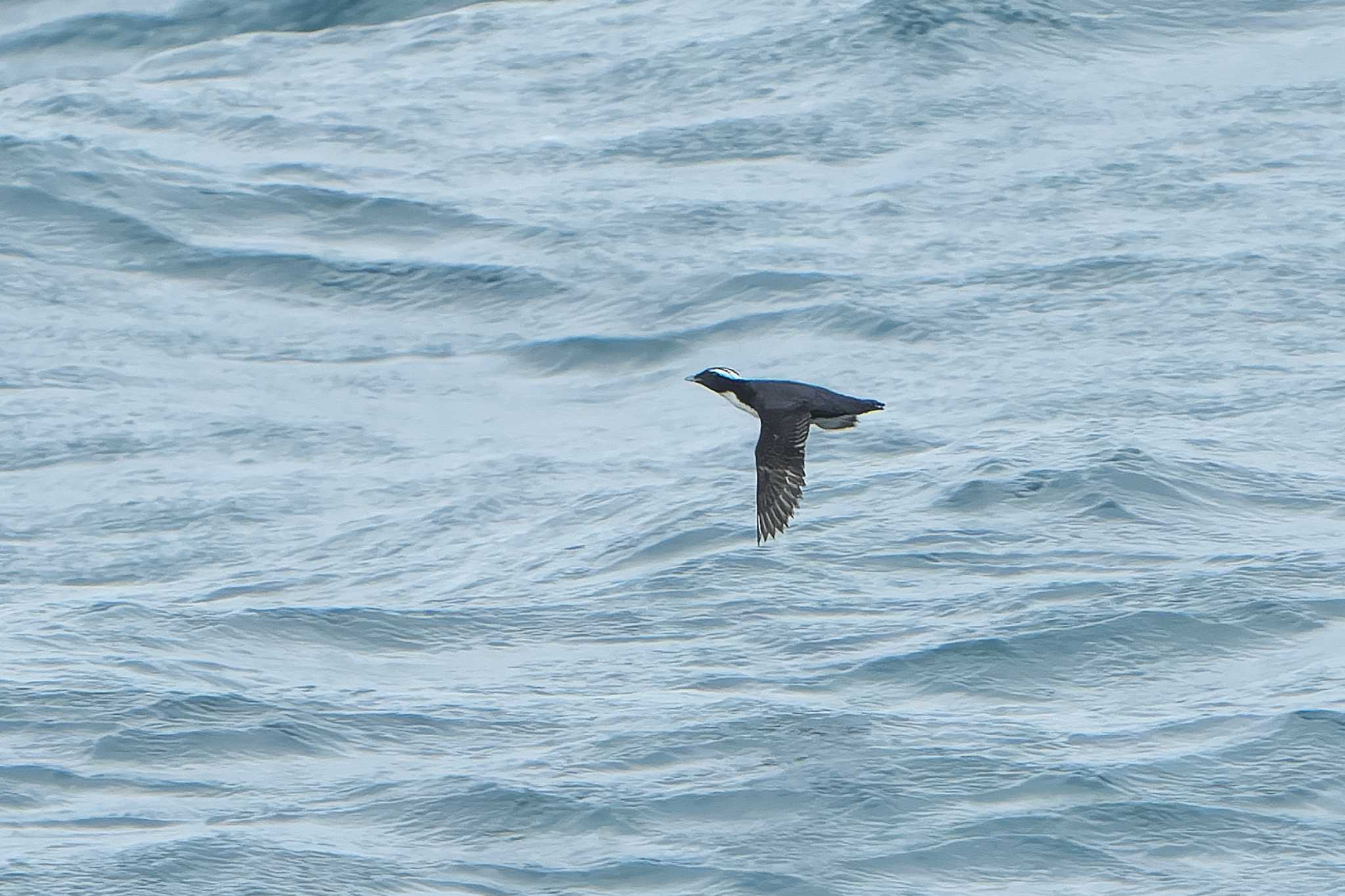 Japanese Murrelet