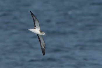 Streaked Shearwater