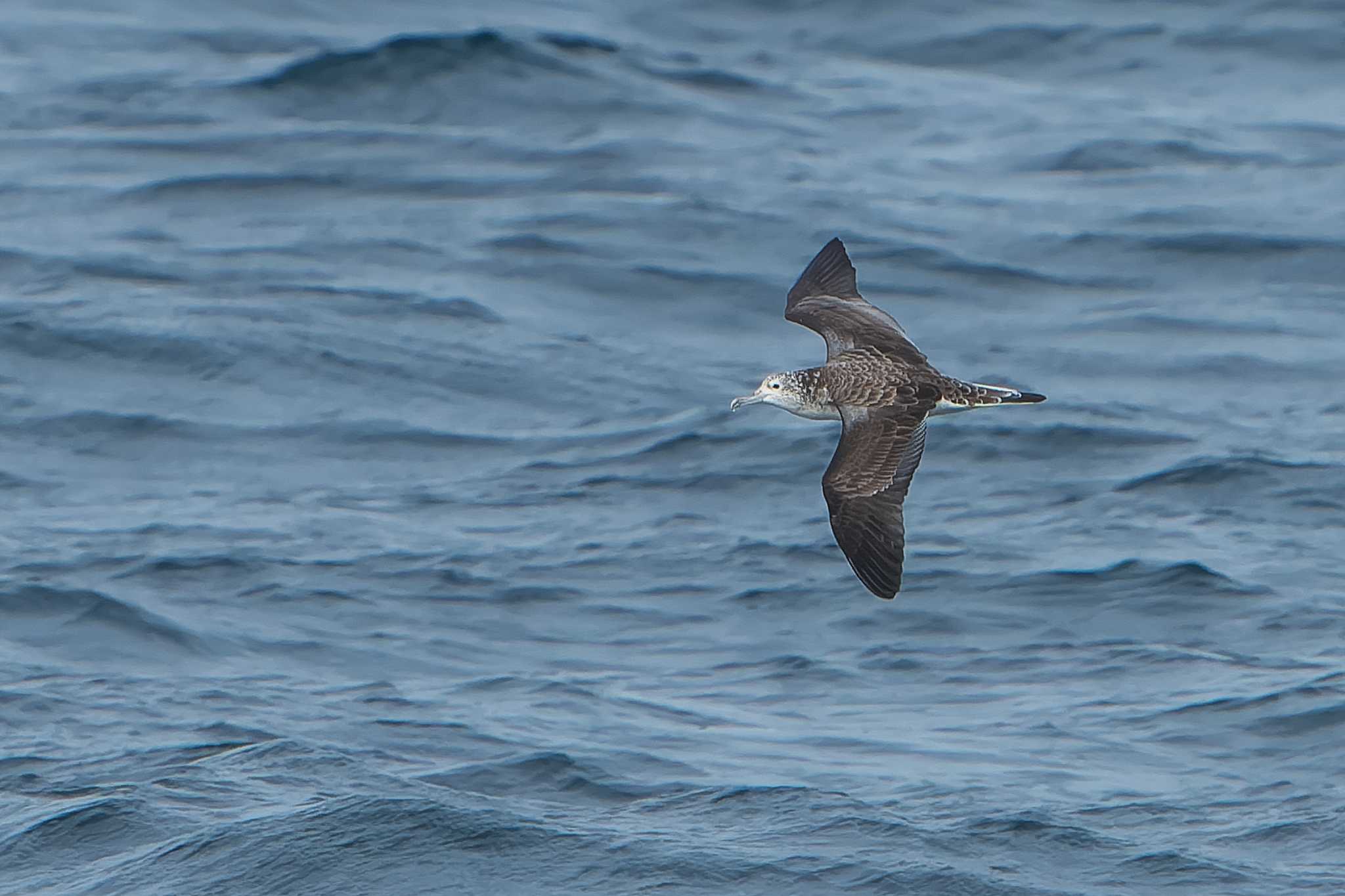 Streaked Shearwater