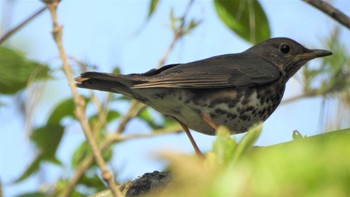 Wed, 5/3/2023 Birding report at 舘野公園(青森県六戸町)