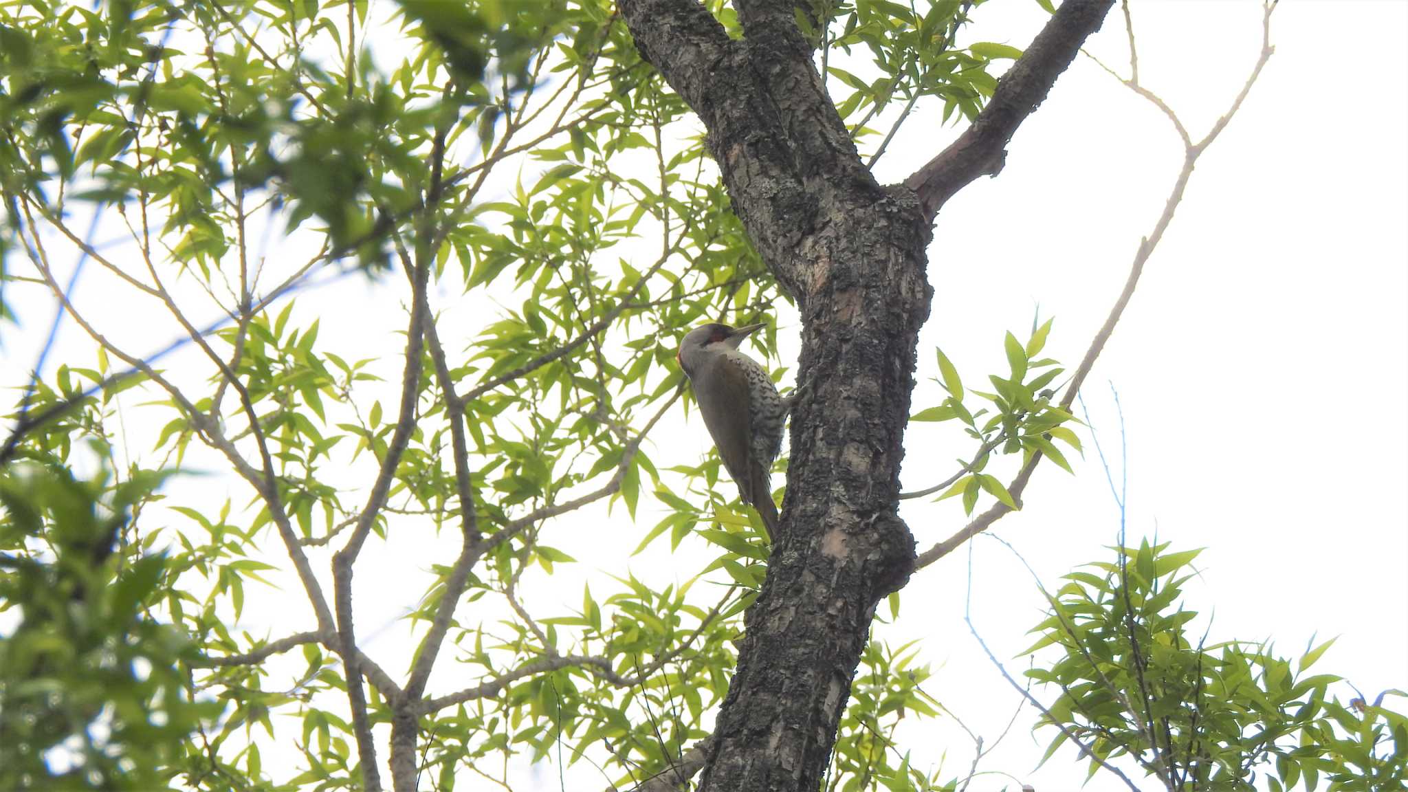 舘野公園(青森県六戸町) アオゲラの写真 by 緑の風