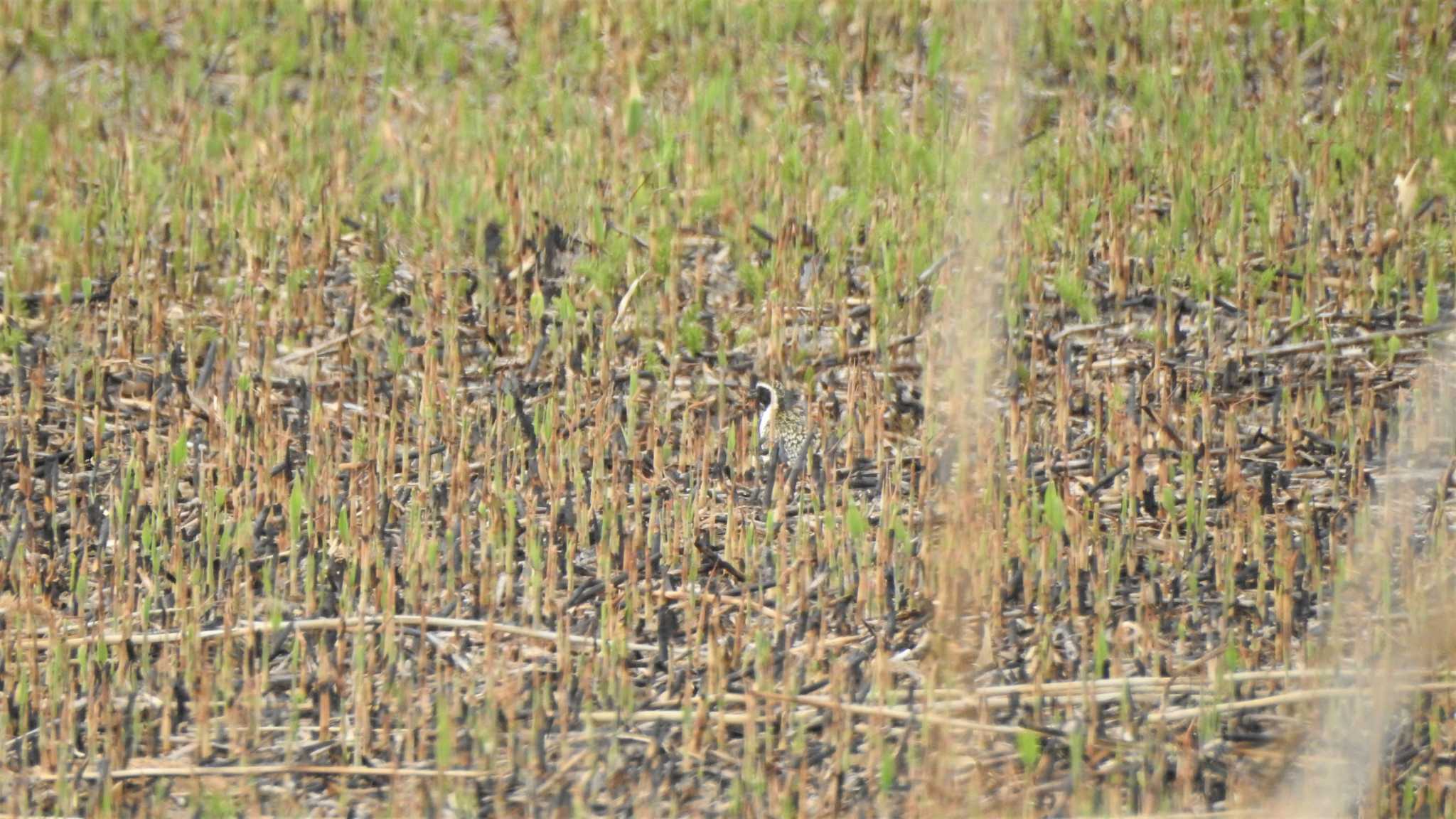 Pacific Golden Plover