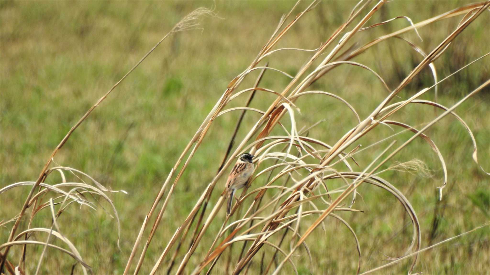 Photo of Ochre-rumped Bunting at 仏沼湿原 by 緑の風