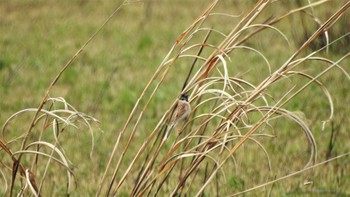 Ochre-rumped Bunting 仏沼湿原 Fri, 5/5/2023