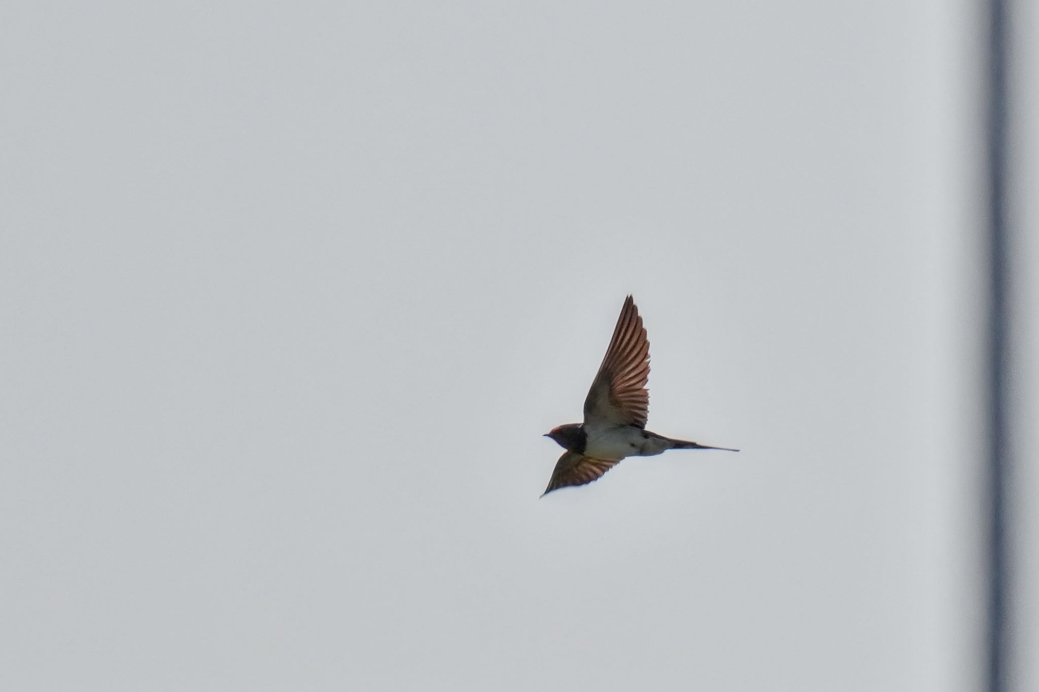 Photo of Barn Swallow at 酒匂川河口 by アポちん