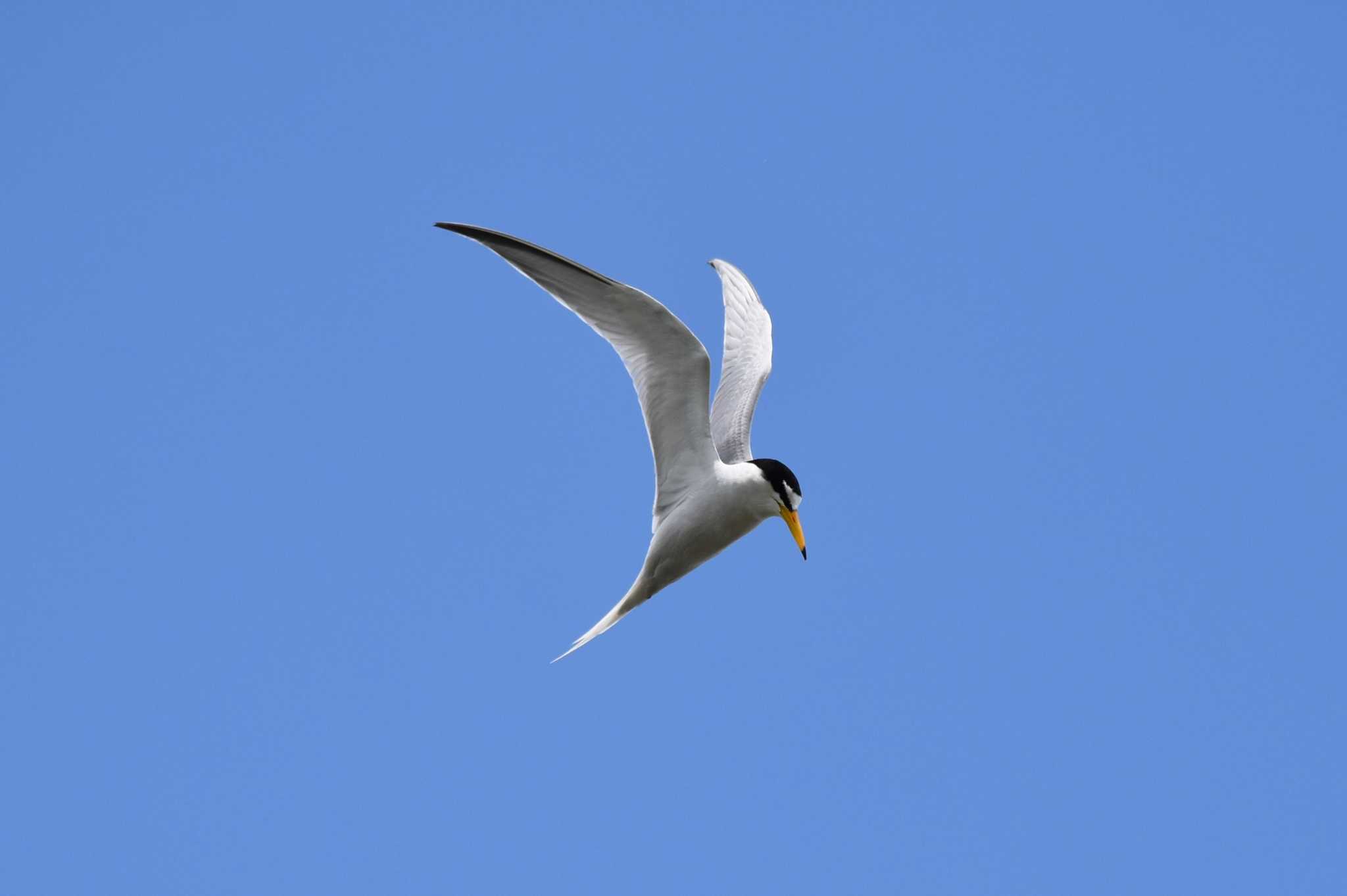 Photo of Little Tern at 酒匂川河口 by みやさん