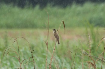 オオヨシキリ 東京港野鳥公園 2023年5月7日(日)