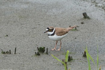 コチドリ 東京港野鳥公園 2023年5月7日(日)