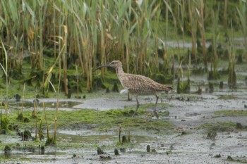 2023年5月7日(日) 東京港野鳥公園の野鳥観察記録