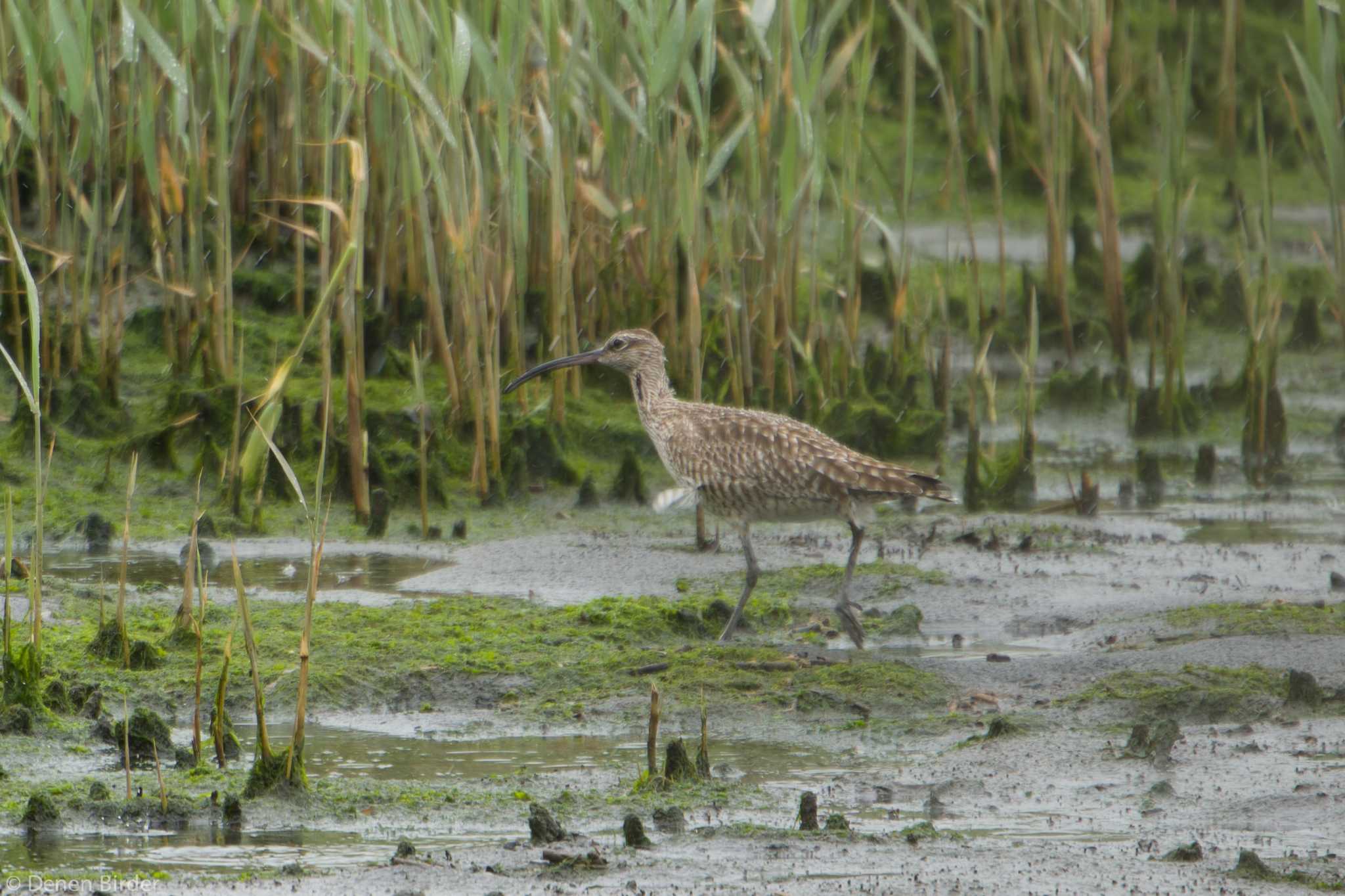 雨の日は水鳥 by 田園Birder