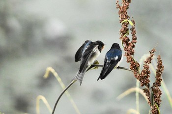 ツバメ 野川 2018年6月17日(日)