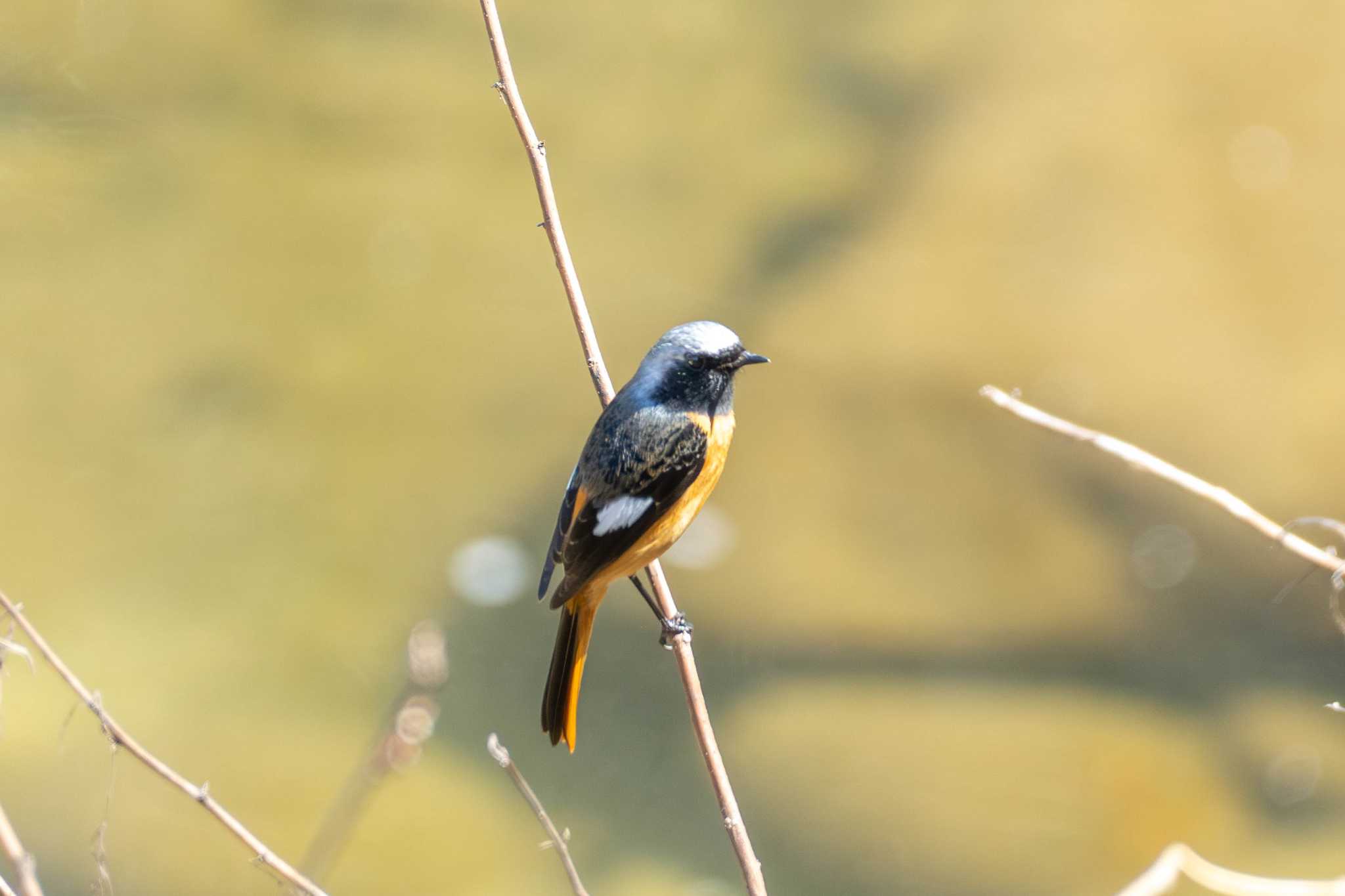 香嵐渓 ジョウビタキの写真 by porco nero