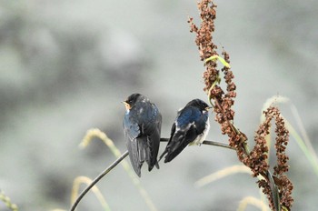 ツバメ 野川 2018年6月17日(日)