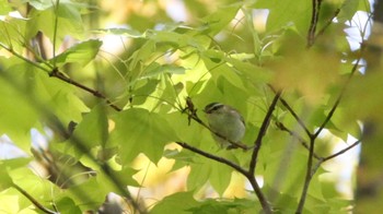 センダイムシクイ 旭山記念公園 2023年5月7日(日)