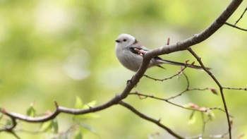 シマエナガ 旭山記念公園 2023年5月7日(日)