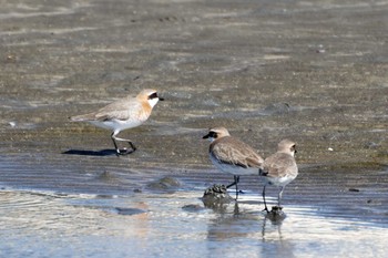 メダイチドリ ふなばし三番瀬海浜公園 2023年5月2日(火)