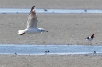 ユリカモメ ふなばし三番瀬海浜公園 2023年5月2日(火)