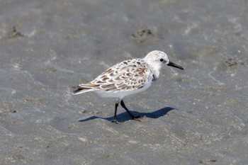 トウネン ふなばし三番瀬海浜公園 2023年5月2日(火)