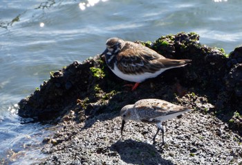 キョウジョシギ ふなばし三番瀬海浜公園 2023年5月2日(火)