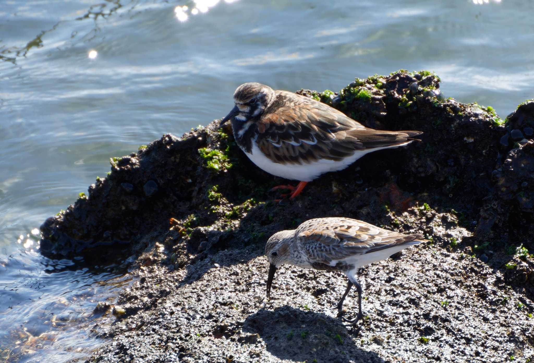 ふなばし三番瀬海浜公園 キョウジョシギの写真