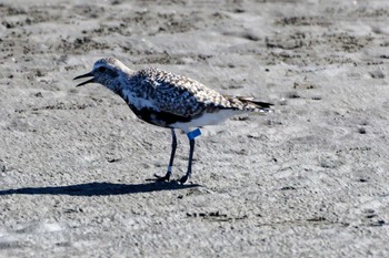 ダイゼン ふなばし三番瀬海浜公園 2023年5月2日(火)