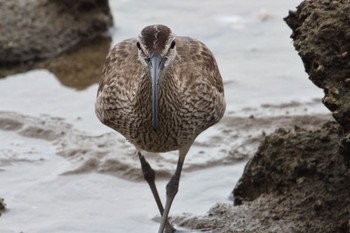 Eurasian Whimbrel 甲子園浜(兵庫県西宮市) Sat, 5/6/2023