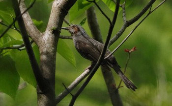 Brown-eared Bulbul 岩屋堂公園 Fri, 5/5/2023