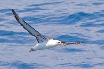 コアホウドリ 場所が不明 2018年6月14日(木)