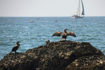 Japanese Cormorant Terugasaki Beach Thu, 5/4/2023