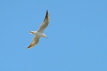 Common Gull Terugasaki Beach Thu, 5/4/2023