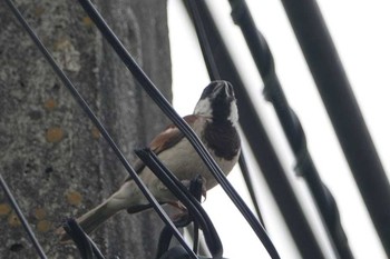 House Sparrow タイ Sun, 6/10/2018