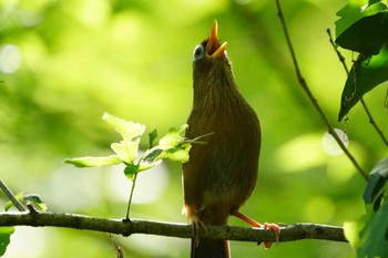 ガビチョウ こども自然公園 (大池公園/横浜市) 2023年5月5日(金)