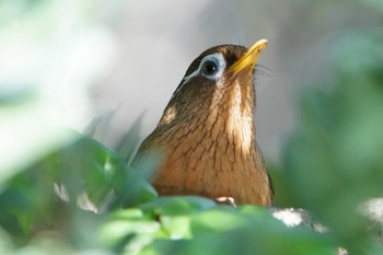 ガビチョウ こども自然公園 (大池公園/横浜市) 2023年5月4日(木)