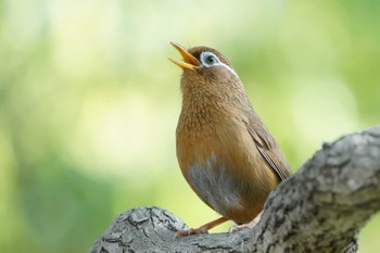 ガビチョウ こども自然公園 (大池公園/横浜市) 2023年5月4日(木)