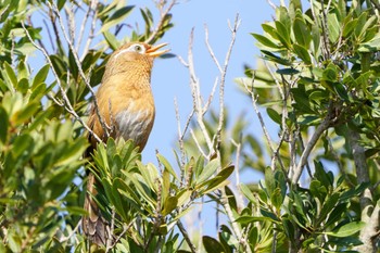 ガビチョウ こども自然公園 (大池公園/横浜市) 2023年5月4日(木)