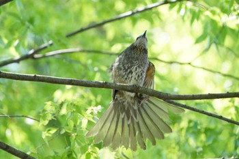 ヒヨドリ こども自然公園 (大池公園/横浜市) 2023年5月3日(水)