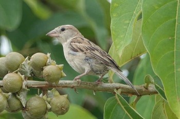 House Sparrow タイ Sun, 6/10/2018