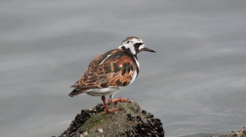 キョウジョシギ 城南島海浜公園 2015年5月24日(日)