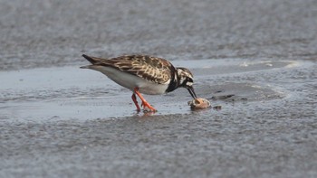 キョウジョシギ ふなばし三番瀬海浜公園 2023年5月6日(土)