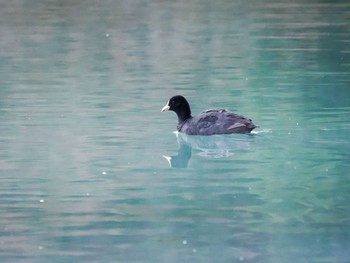 オオバン 湯ノ湖 2023年4月29日(土)