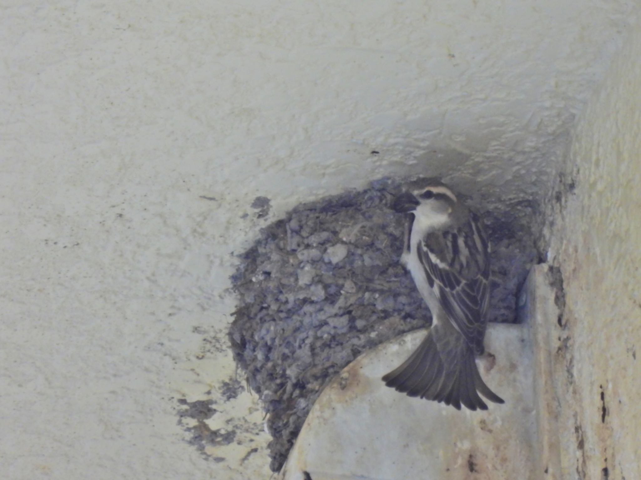 こっちの物件の方がいいわとニュウナイ雌　他の鳥入居中はダメです by クロやん